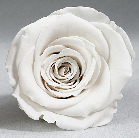 WHITE ROSE 